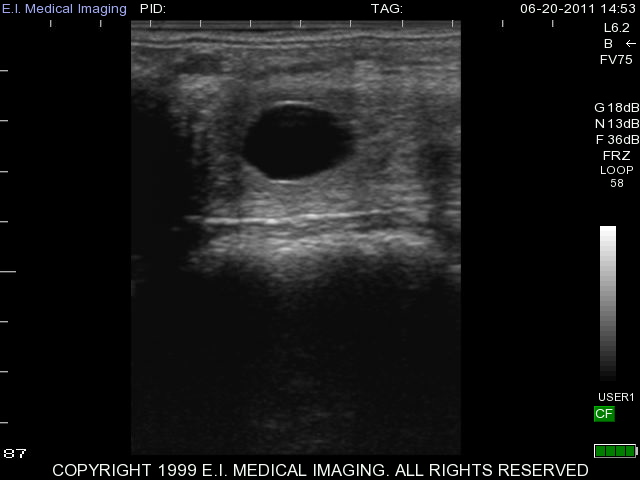 13 day equine pregnancy 2