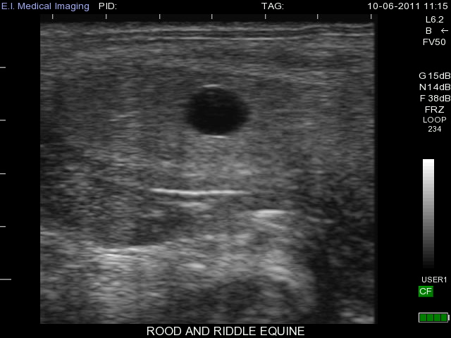 13 day equine pregnancy